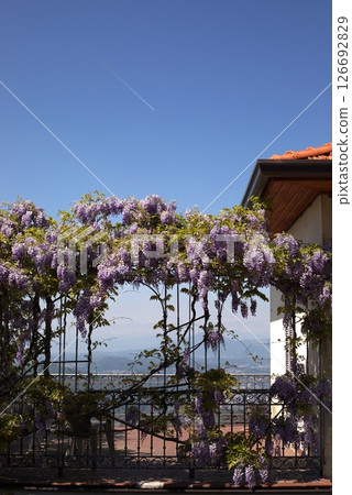 Blooming wisteria on a terrace with panoramic mountain view and clear blue sky in spring. 126692829