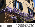 Blooming purple wisteria climbing on a house facade with yellow walls and black shutters in spring sunlight 126692830