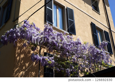 Blooming purple wisteria climbing on a house facade with yellow walls and black shutters in spring sunlight Blooming purple wisteria climbing on a house facade with yellow walls and black shutters in spring sunlight 126692830