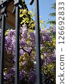 Blooming wisteria with purple flowers hanging in clusters, set against a clear blue spring sky, partially framed by dark iron bars in the foreground. 126692833