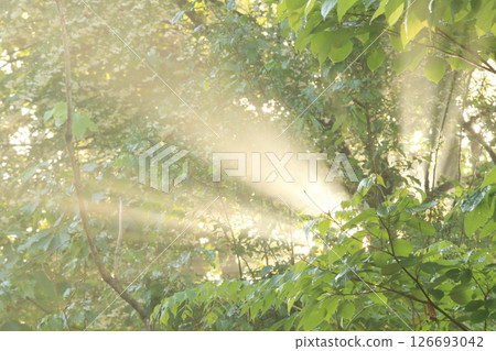 Forest rays 126693042