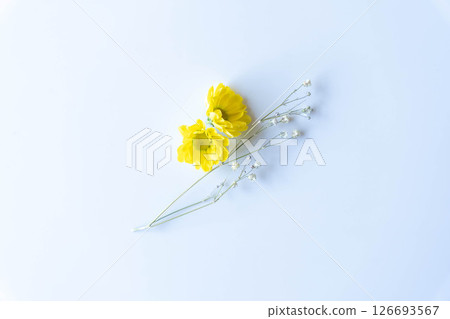 A flower with a pure atmosphere A flower with a pure atmosphere 126693567