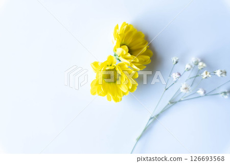 Blue background and yellow flowers 126693568