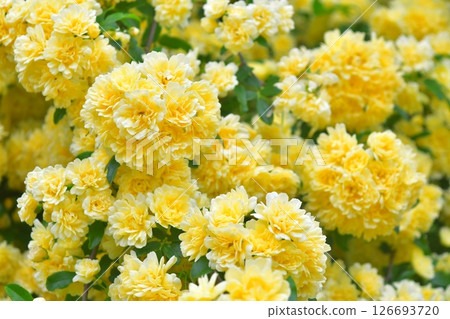 Banksweet rose 1 126693720