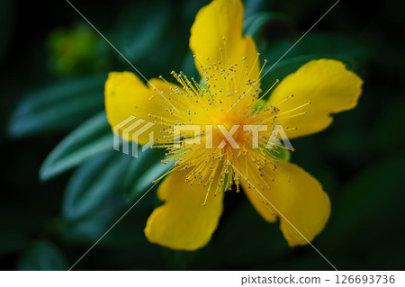 Hypericum calycinum flowers shining in the morning sun 126693736