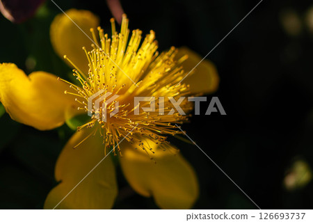 Hypericum calycinum flowers shining in the morning sun 126693737