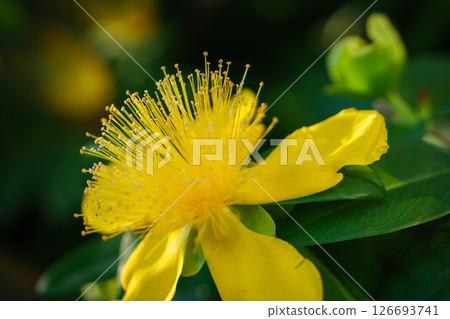 Hypericum calycinum flowers shining in the morning sun 126693741