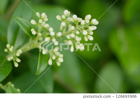 Close up of flowering bush buds Close up of flowering bush buds 126693906