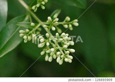 Close up of flowering bush buds Close up of flowering bush buds 126693909