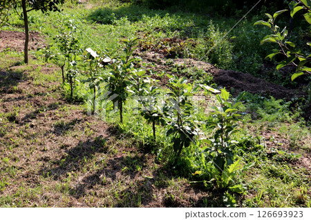Row, alley of young apple trees in the garden on a summer day 126693923