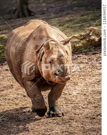 Majestic Rhinoceros Walking in Natural Habitat Under Sunlight Majestic Rhinoceros Walking in Natural Habitat Under Sunlight 126694057
