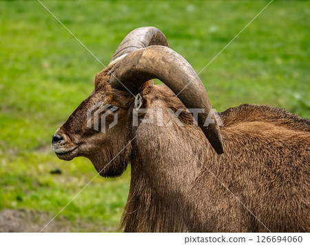 Close-Up Profile of a libyan barbary sheep with Impressive Curved Horns in Nature 126694060