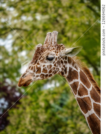 Close-Up of a Giraffe in a Natural Green Landscape 126694062