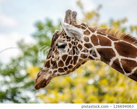 Close-Up of a Giraffe in a Natural Green Landscape Close-Up of a Giraffe in a Natural Green Landscape 126694063