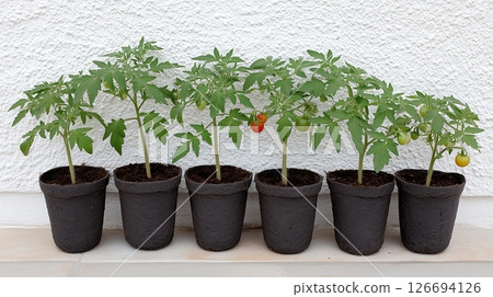 Young tomato plants growing in peat pots on window sill 126694126