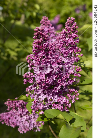 lilac bushes , spring park with blooming lilac flowers in the spring season closeup, a group of flower inflorescences 126694142