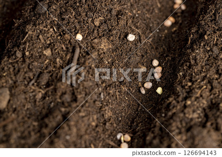 planting radish seeds in soil with the addition of peat , a plot of land mixed with peat in which radish seeds are planted 126694143