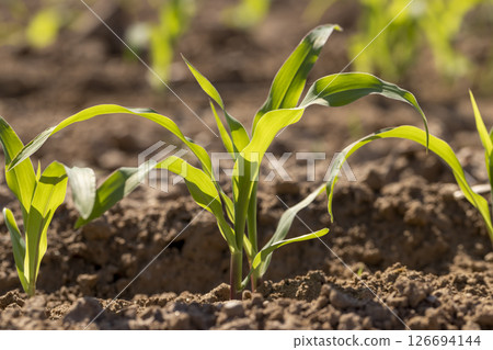new shoots of young corn in the field are illuminated by sunlight from behind, rows of sprouts planted close to each other new shoots of young corn in the field are illuminated by sunlight from behind, rows of sprouts planted close to each other 126694144