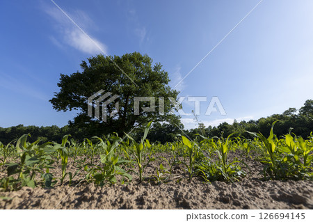 an oak in a green cornfield with young sweet corn plants, one oak tree in an agricultural field with a new crop of sweet corn 126694145