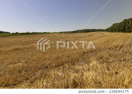 stubble from wheat after harvesting, straw and stubble that remained after harvesting cereals in sunny weather 126694175