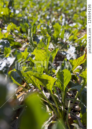 sugar beet, some of the leaves of which have wilted, a field with sugar beet for the production of white sugar before harvest, closeup sugar beet, some of the leaves of which have wilted, a field with sugar beet for the production of white sugar before harvest, closeup 126694196
