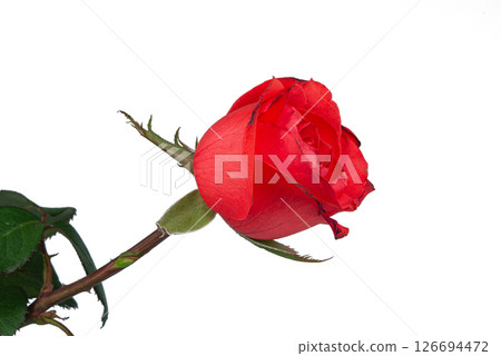 One beautiful bright red rose on a white background. a good present for beloved one. 126694472