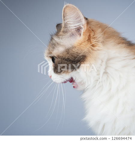 Bright longhair multicolor cat portrait isolated on the white background 126694474