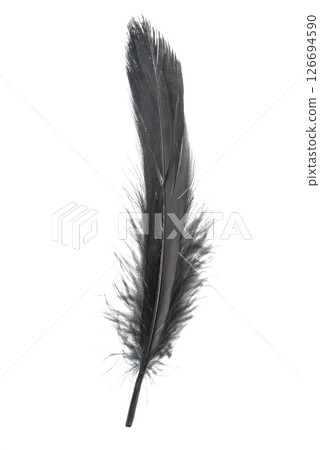 Beautiful black feather isolated on white background Beautiful black feather isolated on white background 126694590