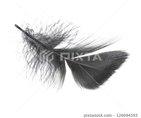 Beautiful black feather isolated on white background 126694593