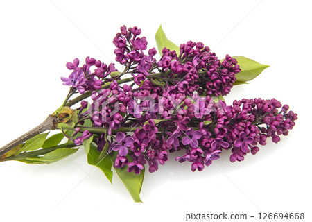 Branch of purple lilac isolated on a white background Branch of purple lilac isolated on a white background 126694668