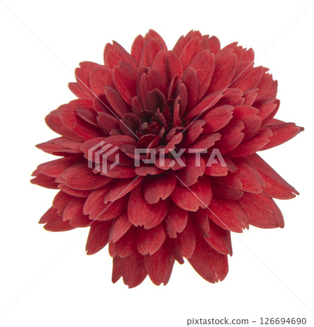 dark red chrysanthemum flowers on a white background dark red chrysanthemum flowers on a white background 126694690