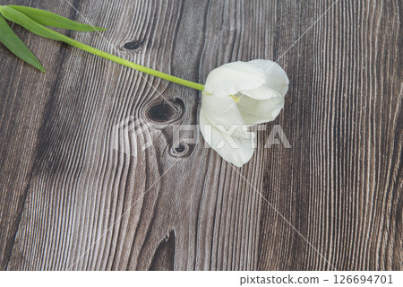 Tulips flowers bunch on dark barn wood planks background. Empty space for copy, text, lettering. 126694701