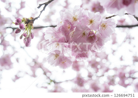 Beautiful cherry blossom sakura in spring time over blue sky. Beautiful cherry blossom sakura in spring time over blue sky. 126694751