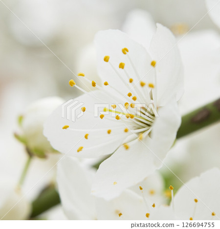 Beautiful white flowers on a tree. Spring season blooming Beautiful white flowers on a tree. Spring season blooming 126694755