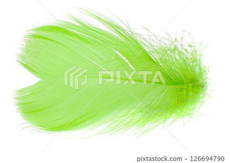 Elegant fluffy feather isolated on the white background 126694790