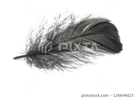 Single Black Feather on White Background. Single Black Feather on White Background. 126694825