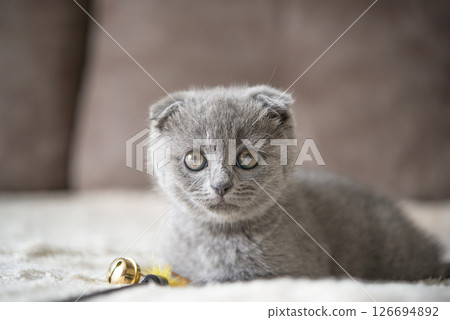 Gray British cat kitten funny pet selective focus Gray British cat kitten funny pet selective focus 126694892