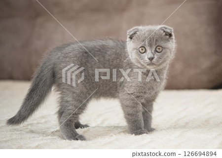 Gray British cat kitten funny pet selective focus 126694894