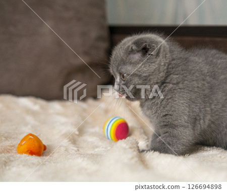 Gray British cat kitten funny pet selective focus Gray British cat kitten funny pet selective focus 126694898