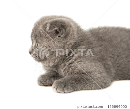 Gray British cat kitten funny pet selective focus isolated on the white background Gray British cat kitten funny pet selective focus isolated on the white background 126694900