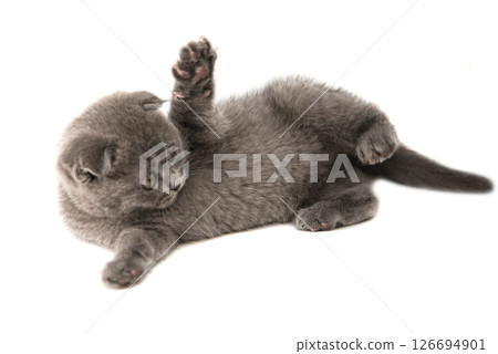 Gray British cat kitten funny pet selective focus isolated on the white background Gray British cat kitten funny pet selective focus isolated on the white background 126694901
