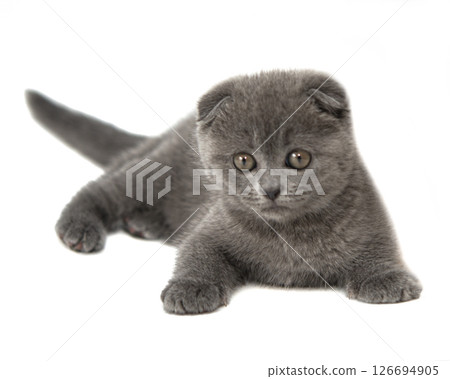 Gray British cat kitten funny pet selective focus isolated on the white background Gray British cat kitten funny pet selective focus isolated on the white background 126694905