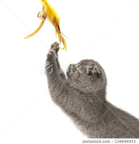 Gray British cat kitten funny pet selective focus isolated on the white background 126694933