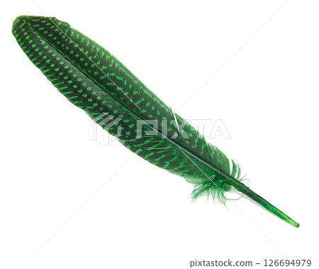 Feather of guinea fowl, isolated on white background 126694979