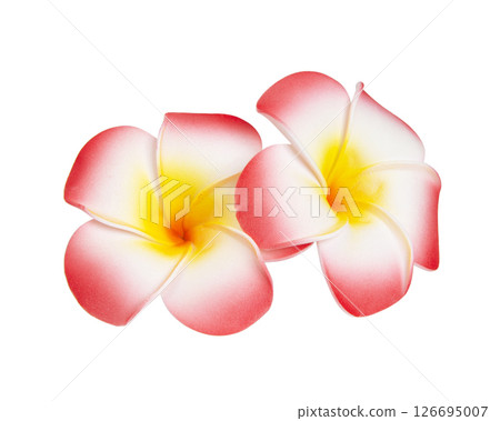 frangipani flower isolated on white background 126695007