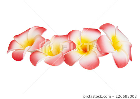 frangipani flower isolated on white background 126695008