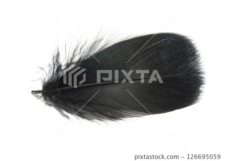 Fluffy black feather isolated on the white background closeup 126695059