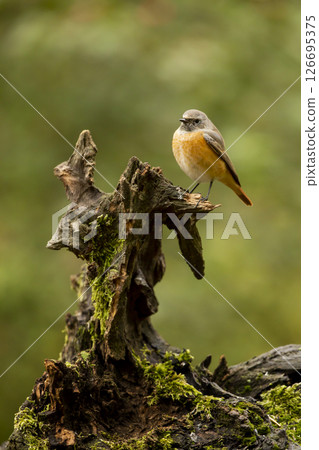 Common redstart perched on branch of tree branch (Phoenicurus phoenicurus). Beautiful bird perched on branch of tree in the forest. Wildlife in nature.  Czech republic 126695375