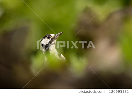 Great Spotted Woodpecker, Dendrocopos major, perched on a branch in woodland in a view against greenery , bied in nature habitat, Czech republic 126695381