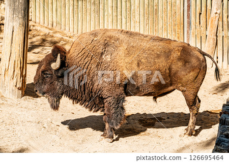 American Bison Standing in Enclosure on Sandy Groun American Bison Standing in Enclosure on Sandy Groun 126695464